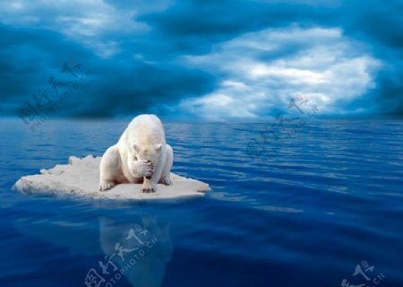 北极熊bear
