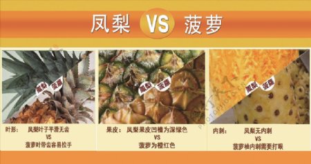 凤梨和菠萝的区别