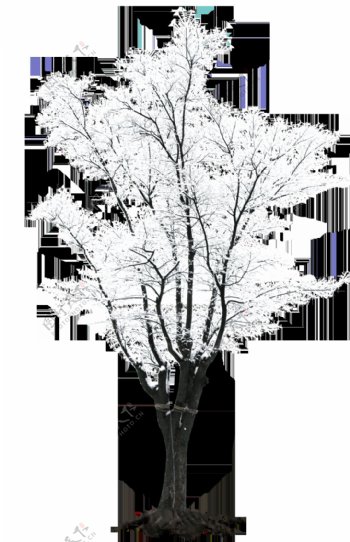 一棵冬季枯树png元素素材