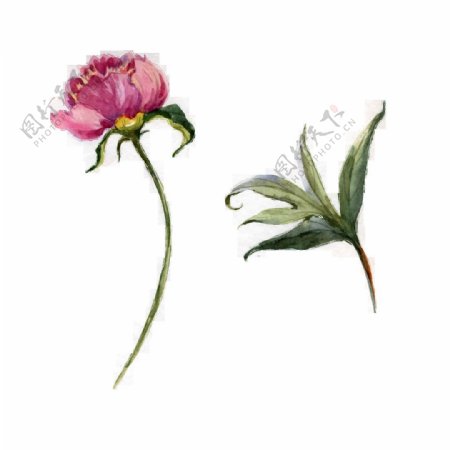 时尚粉色花卉卡通透明素材
