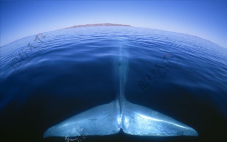 鲸鱼游动大海