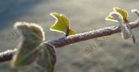 冰天雪地冬天雪景