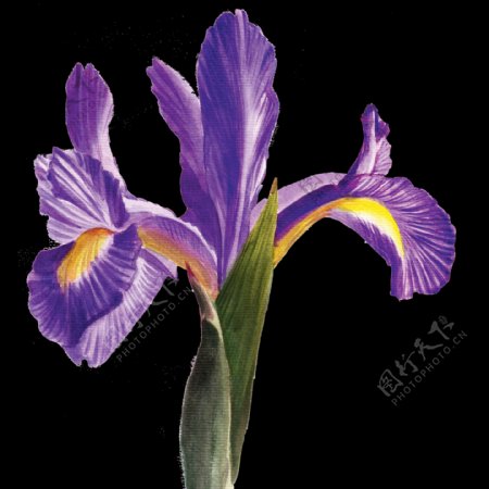 手绘浪漫紫色鲜花png透明素材