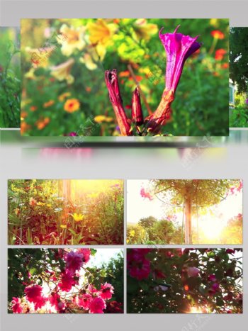 阳光花园花朵开放的美丽风景花朵实拍视频