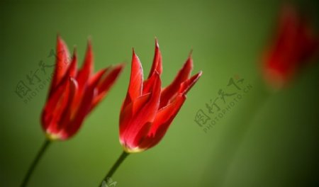 鲜花鲜花背景