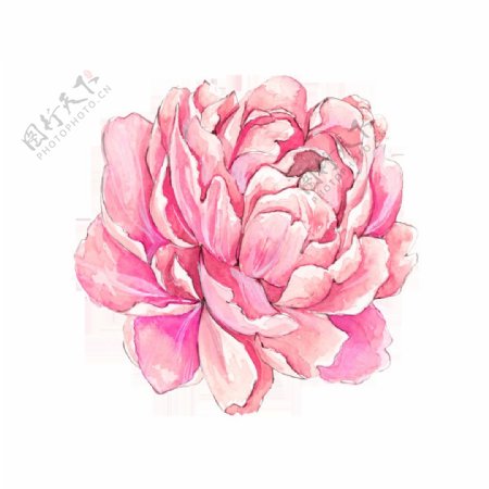 绚丽粉色花卉卡通透明素材