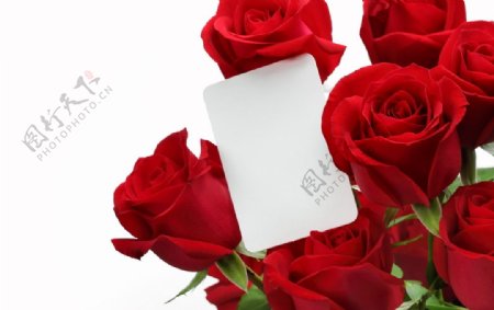 情人节玫瑰花背景图片素材