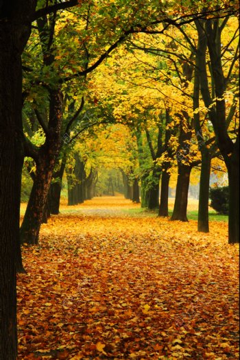 秋天美丽的树林