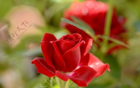 漂亮的红玫瑰