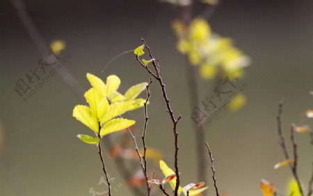 金黄的树叶