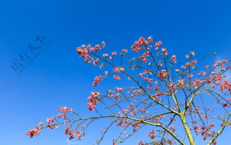 盛开的花朵