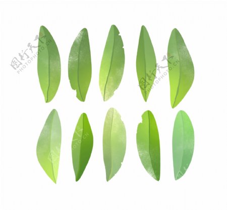 嫩绿植物叶子psd源文件