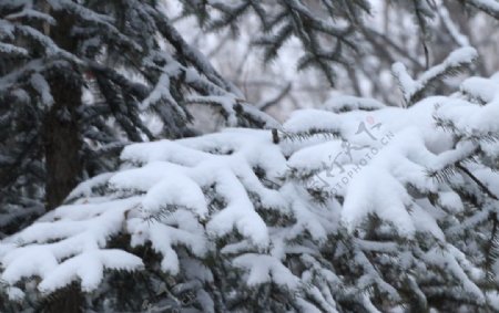 落雪