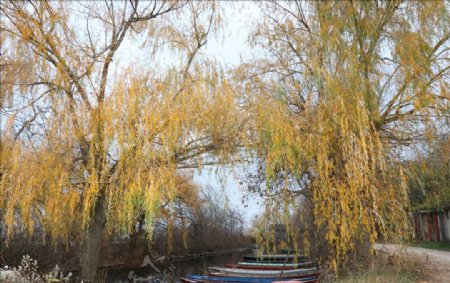 多瑙河畔秋色正浓郁