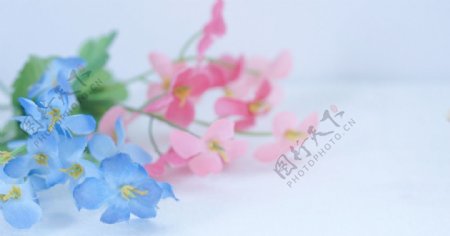 微距粉红色天蓝色小雏菊