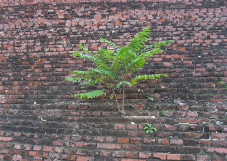 砖墙上生长的小树