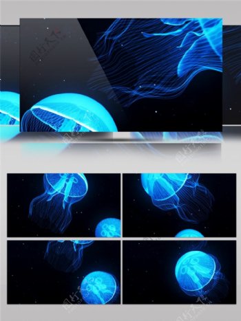 蓝色光束水母视频素材