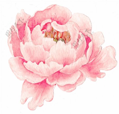 粉色牡丹花透明素材png