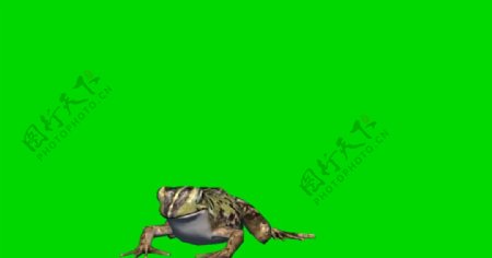 青蛙绿屏抠像视频素材