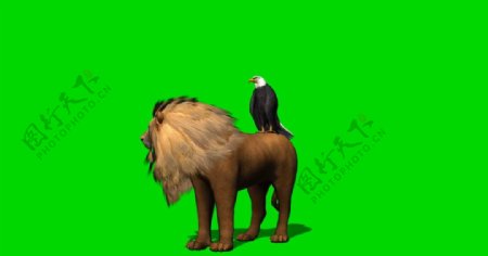 老鹰和狮子绿屏抠像视频素材