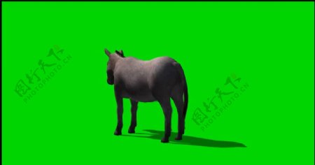 驴子绿屏抠像视频素材