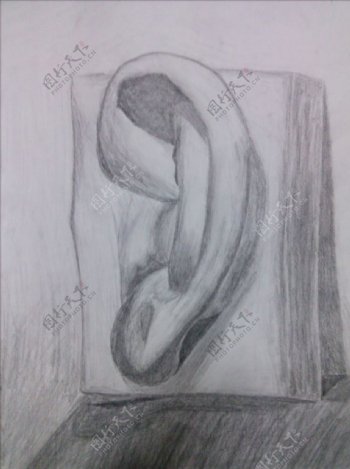 人体素描耳朵