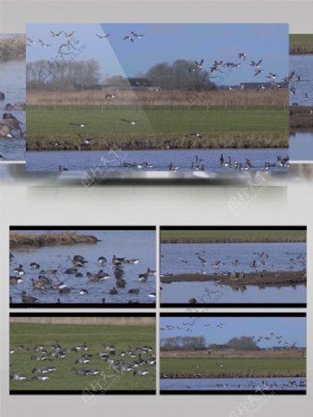 湿地鸟类飞翔实拍视频素材