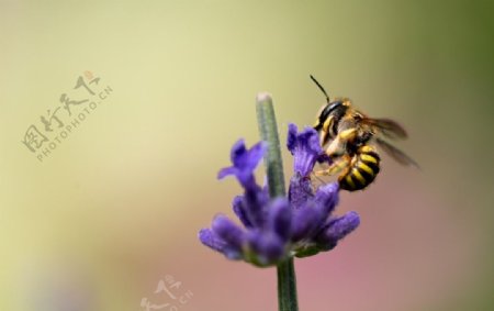 花丛上的蜜蜂