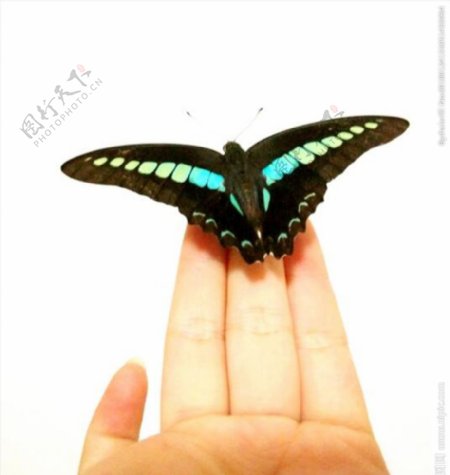 指尖上的蝴蝶