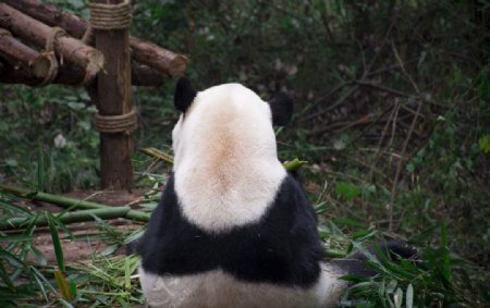 大熊猫183国宝