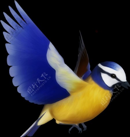 美丽蓝色翅膀小鸟装饰元素