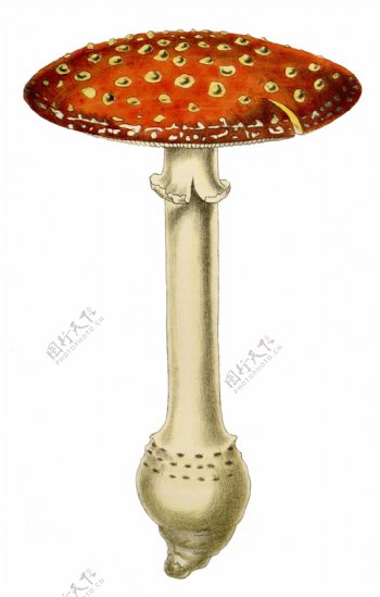 手绘野生毒蘑菇透明装饰素材