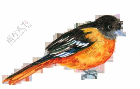 手绘两种颜色的小鸟png透明素材