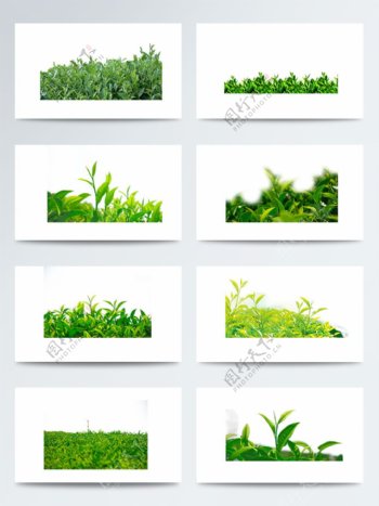实物植物叶子绿茶叶子PNG元素