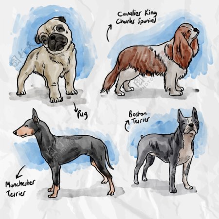 手绘彩色狗品种