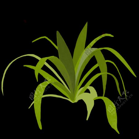 一棵绿色植物PNG透明素材