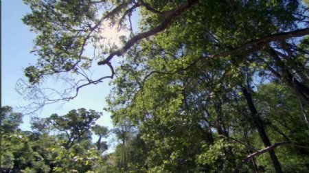阳光下的森林树枝视频素材