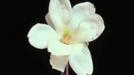 一朵花绽放高清视频素材