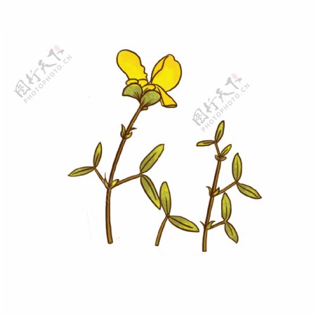黄色小花植物牛角花百脉根五叶草