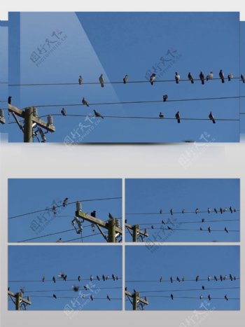 鸟类麻雀动物并排栖息电线杆蓝天实拍素材