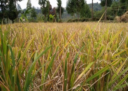 稻田水稻收割黄色农田
