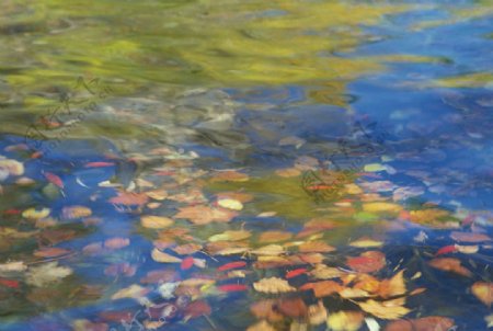 溪水中的落叶