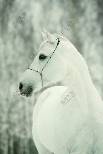 白色绘画动物马