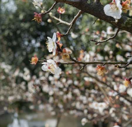 桃花山里桃花始盛开
