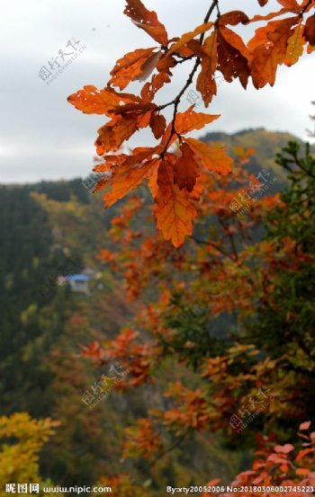 兴隆山的秋天