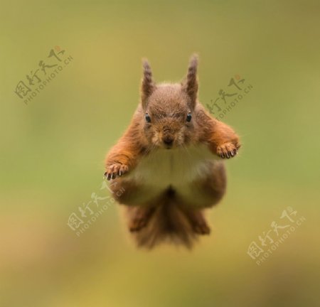 松鼠跳飛行