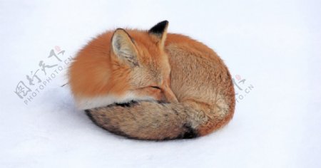 野生陆地动物高清