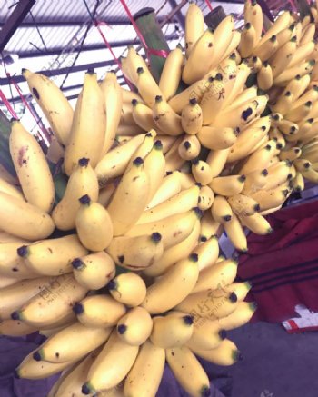 水果香蕉芭蕉西贡蕉