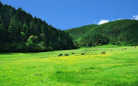 草地上悠闲吃草的牛