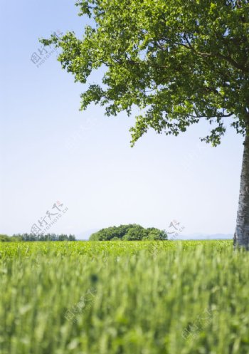 大树与草坪